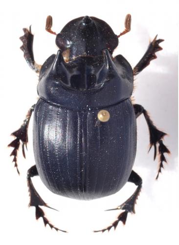 Dichotomius sp.